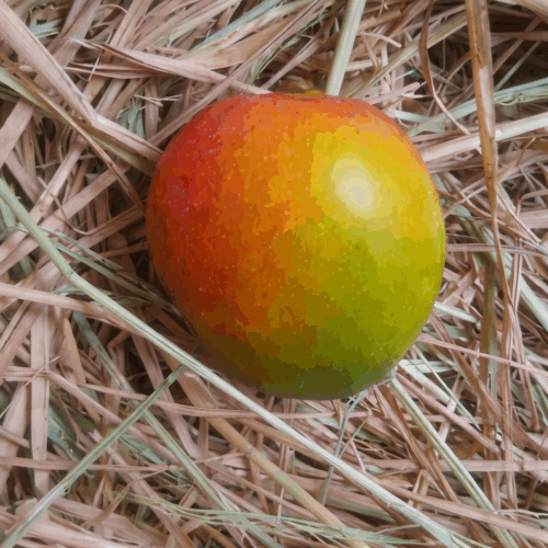 Sendhura Mangoes 3Kg Box | A Grade